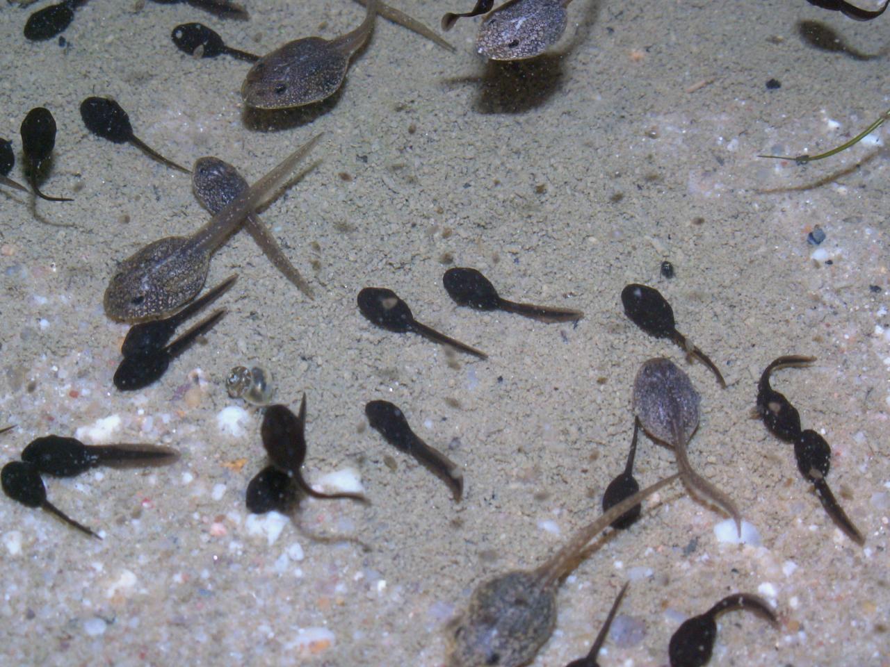 Tétards de grenouilles rousse, les grand à couleur grise.