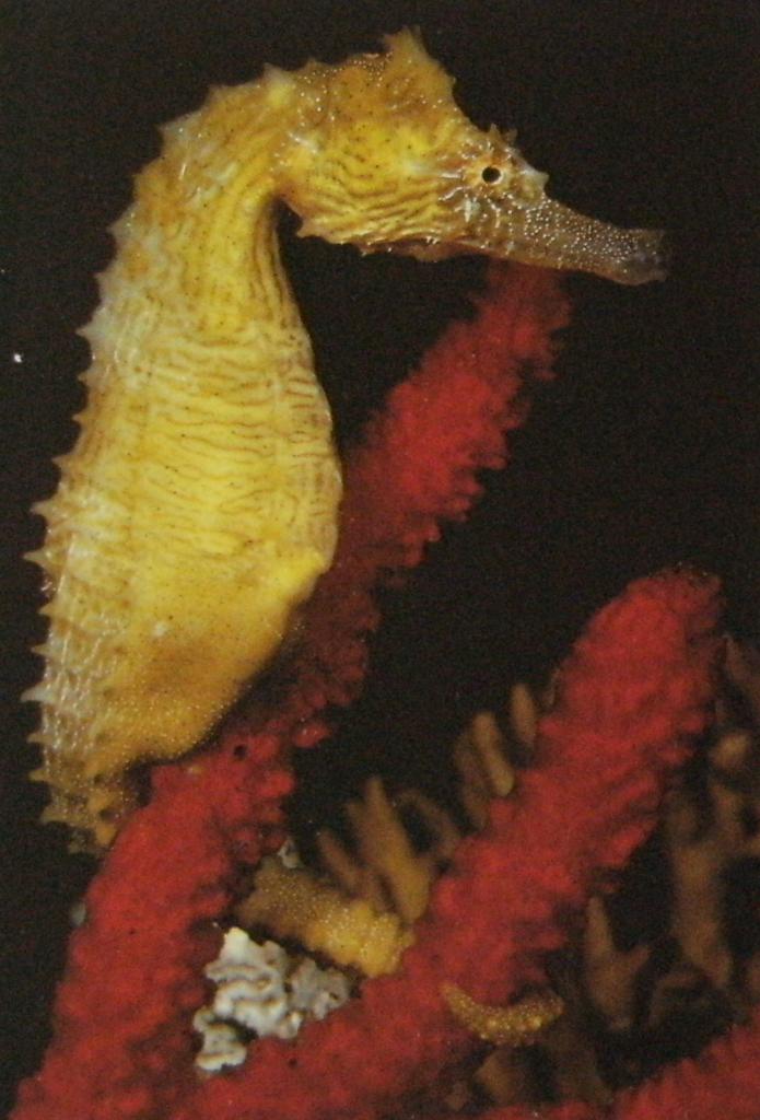 Hippocampe de couleur jaune vif, accroché à du corail rouge