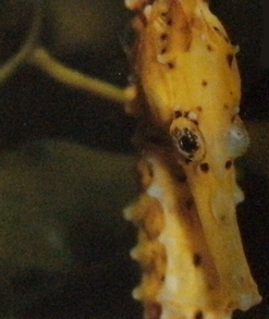 Hippocampe jaune, tête vue de face