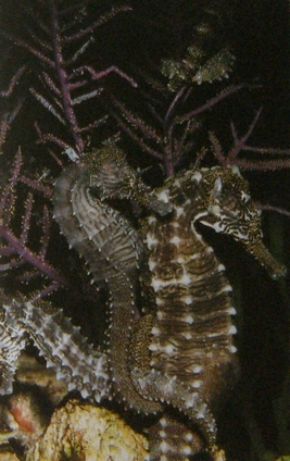 Couple d'hippocampes accroché ensemble près de végétation marine