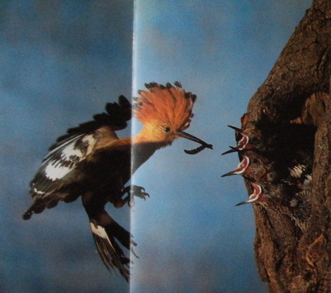 Huppe fasciée nourissant oisillons au nid