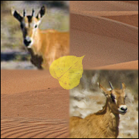 Bébés oryx, désert