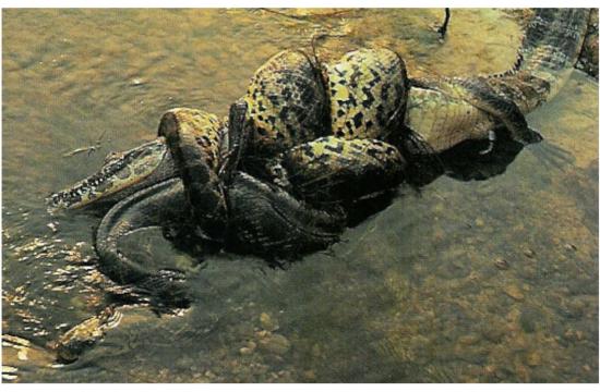 Anaconda enroulé autour de caïman