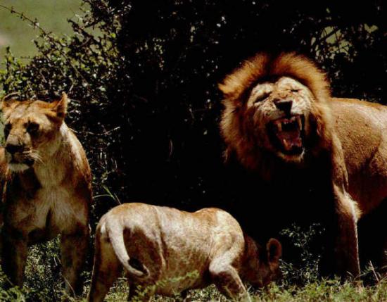 Lion et lionnes mangent