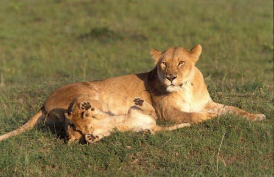 Lionne et lionceau couché ensemble