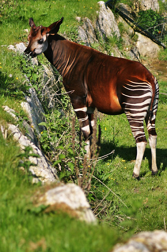 Okapi debout dans l'herbe