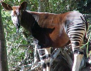 Okapi tête tournée