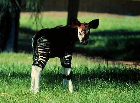 Jeune okapi