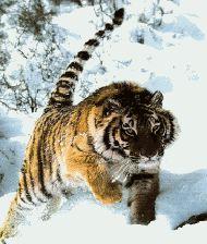 Tigre de Sibérie2