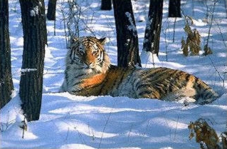 Tigre de Sibérie7