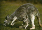 Kangourou roux femelle et son petit, broute