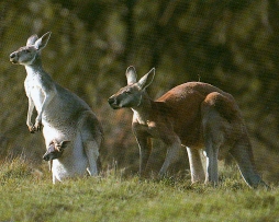 Couple de kangourou roux et leur petit