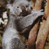 Koala1