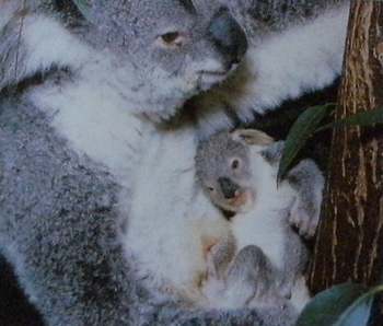 Koala4