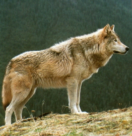 Loup gris debout sur colline