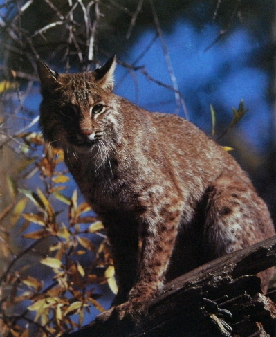Lynx roux1