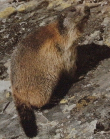 Marmotte des Alpes2