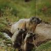 Marmotte des Alpes3