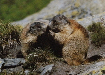 Marmotte des Alpes4