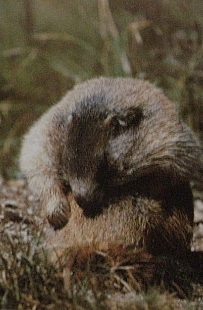 Marmotte des Alpes5