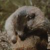 Marmotte des Alpes5