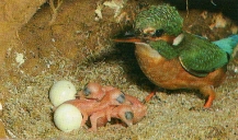 Martin pêcheur, oisillons, nid