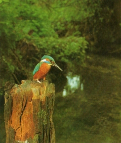 Martin-pêcheur sur tronc, attend proie