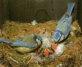 Couple mésange bleue au nid avec oisillons