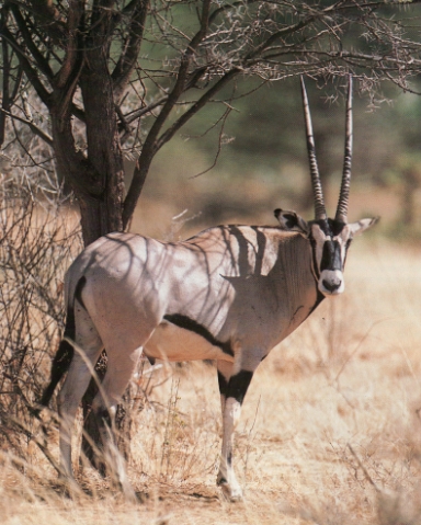 Oryx sous un arbre