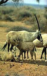 Oryx et ses petits