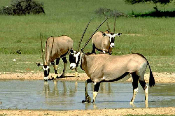 Oryx entrain de boire