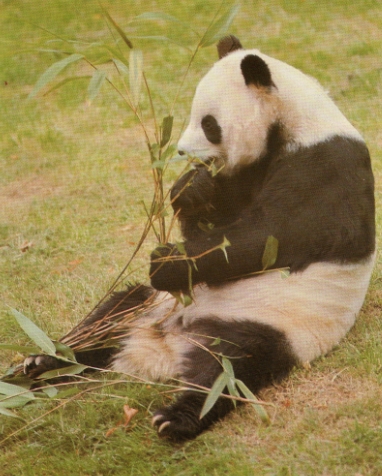 Panda assit