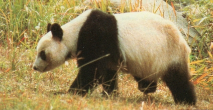 Panda se ballade
