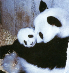 Panda et son petit