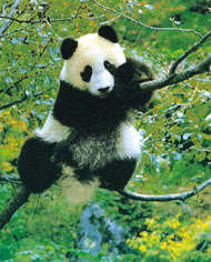 Panda dans arbre