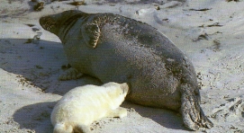 Phoque gris et bébé1