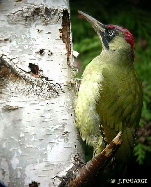 Pic-vert sur tronc d'arbre, trou