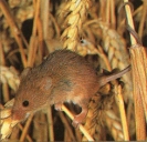 Rat des moissons perché sur brindille blé, queue accroché à autre brindille