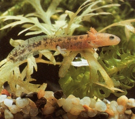 Salamandre bébé, larve