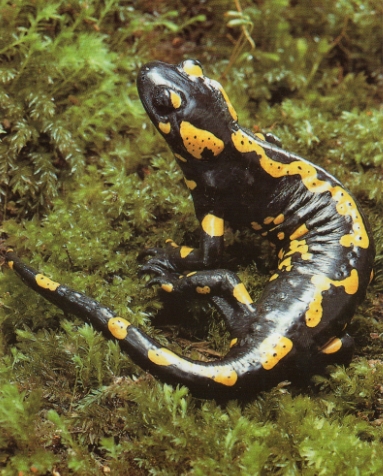 Salamandre tachetée couleur commune, noire à taches jaunes.