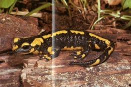 Salamandre tachetée noire à bandes jaune