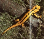 Salamandre tachetée jaune à bandes noire