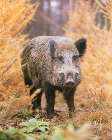 Sanglier en forêt, automne