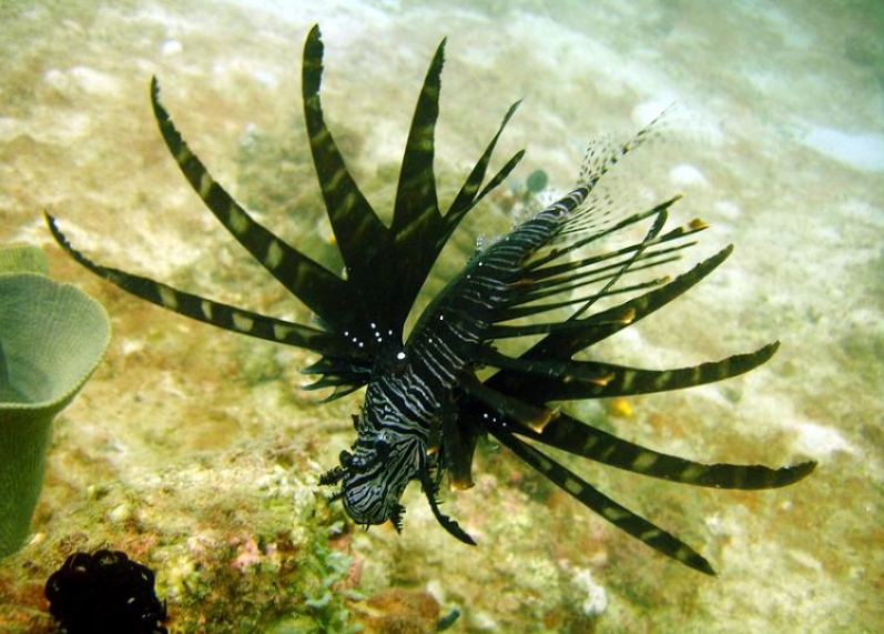 Scorpène volante, fond marin, couleur noire.