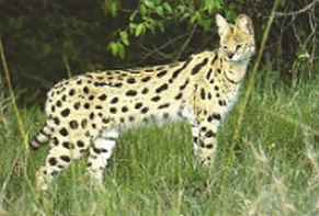 Serval3