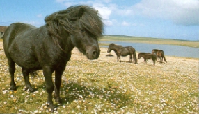 Harde poneys Shetlandais2