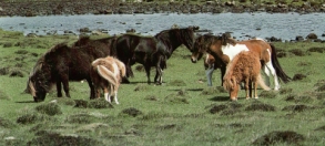 Harde poneys Shetlandais1