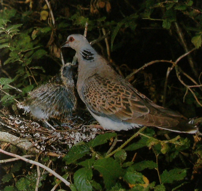 Tourterelle et jeune au nid